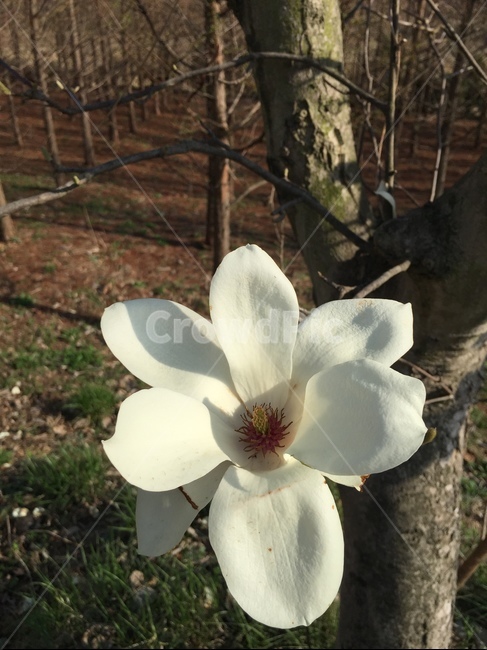 목련,백목련,봄꽃,봄소식,꽃잎,봄,계절,spring,season,식물,자연,plants,nature,꽃,flower,plant