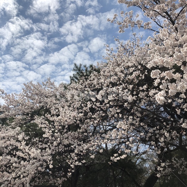 벚꽃,양재천,벚꽃축제,봄,꽃놀이