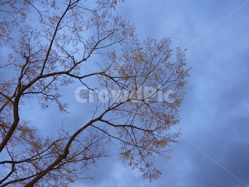 하늘,나무,봄,초저녁,어스름한저녁,sky,저녁,파란하늘,서울