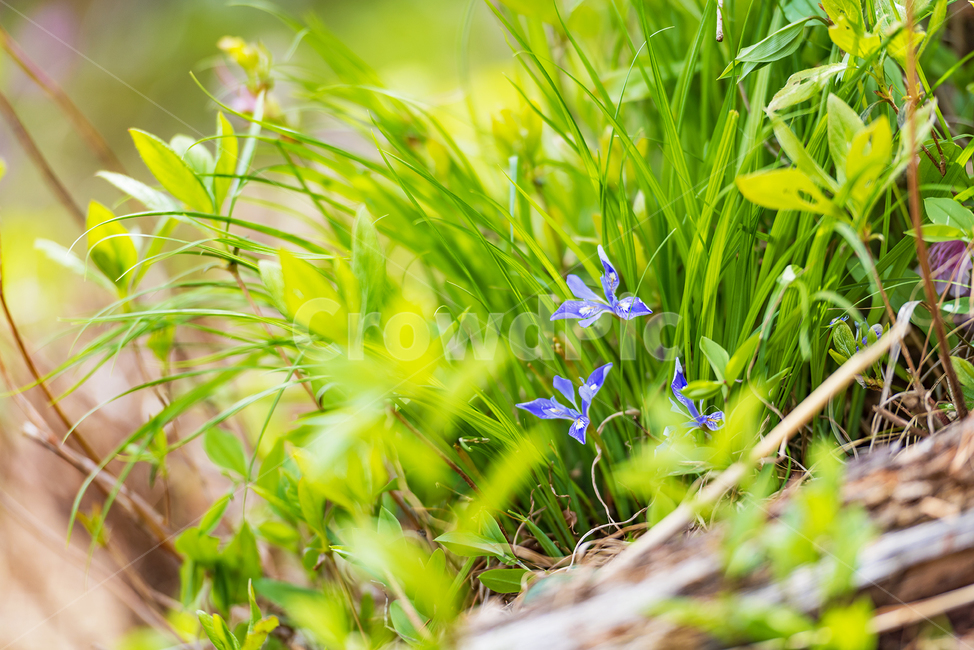 봄,싱그러움,햇살,초록잎,각시붓꽃,식물,자연,plants,nature,꽃,flower