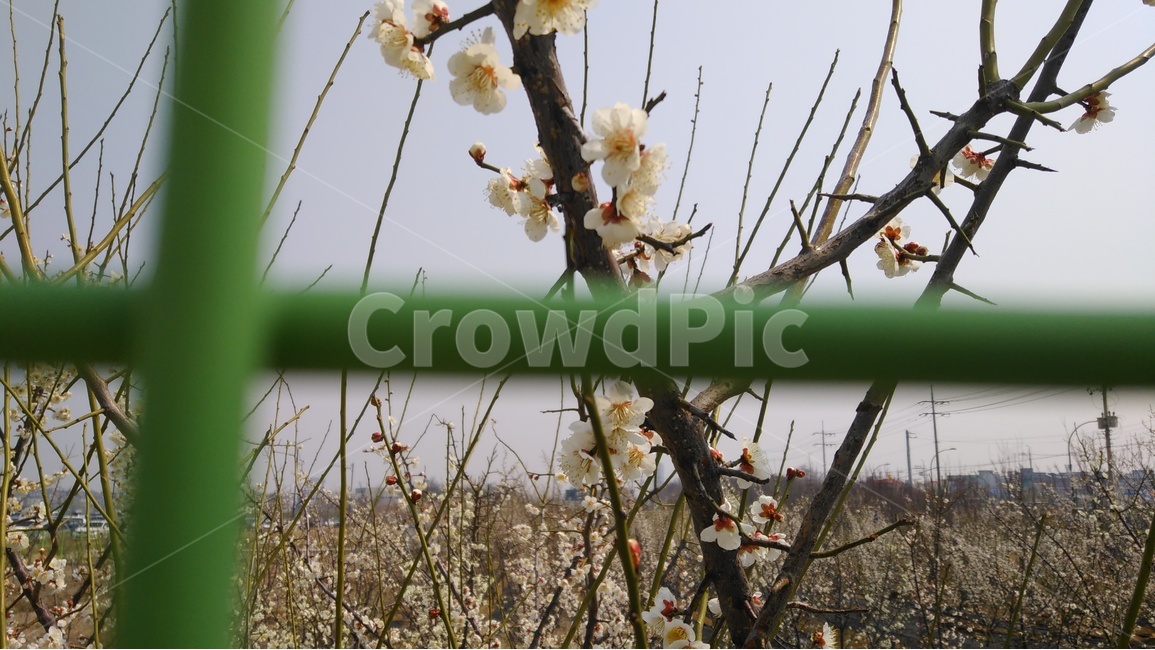 봄,봄날,설램,희망,개화,봄,계절,spring,season,식물,자연,plants,nature,꽃,flower,plant,blossom,cherry blossom,벚꽃