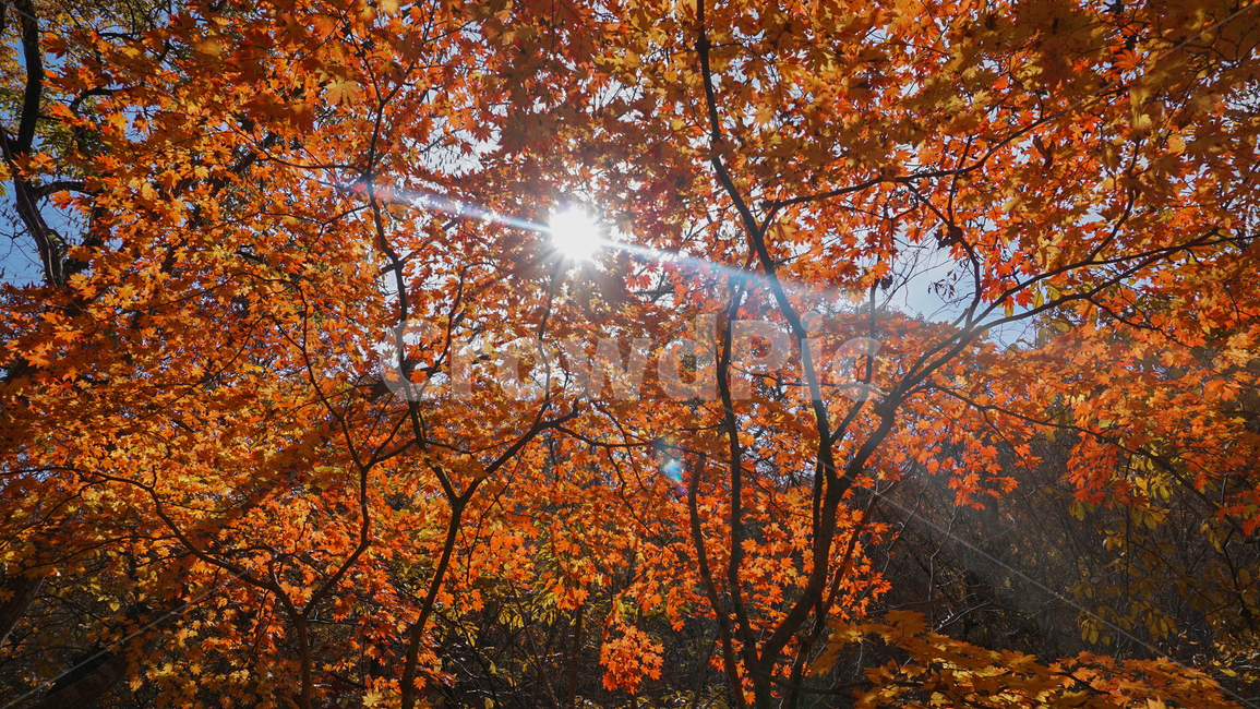 단풍,가을,빨강,자연,나무,nature,landscape,red,fall,가을감성,계절,가을,계절,fall,autumn,season,식물,자연,plants,nature,나무,trees,wood,plant,leaf,잎,tree,maple