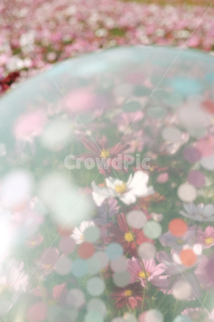 꽃,코스모스,꽃보케,풍선,cosmos,가을,계절,fall,autumn,season,식물,자연,plants,nature,꽃,flower,plant