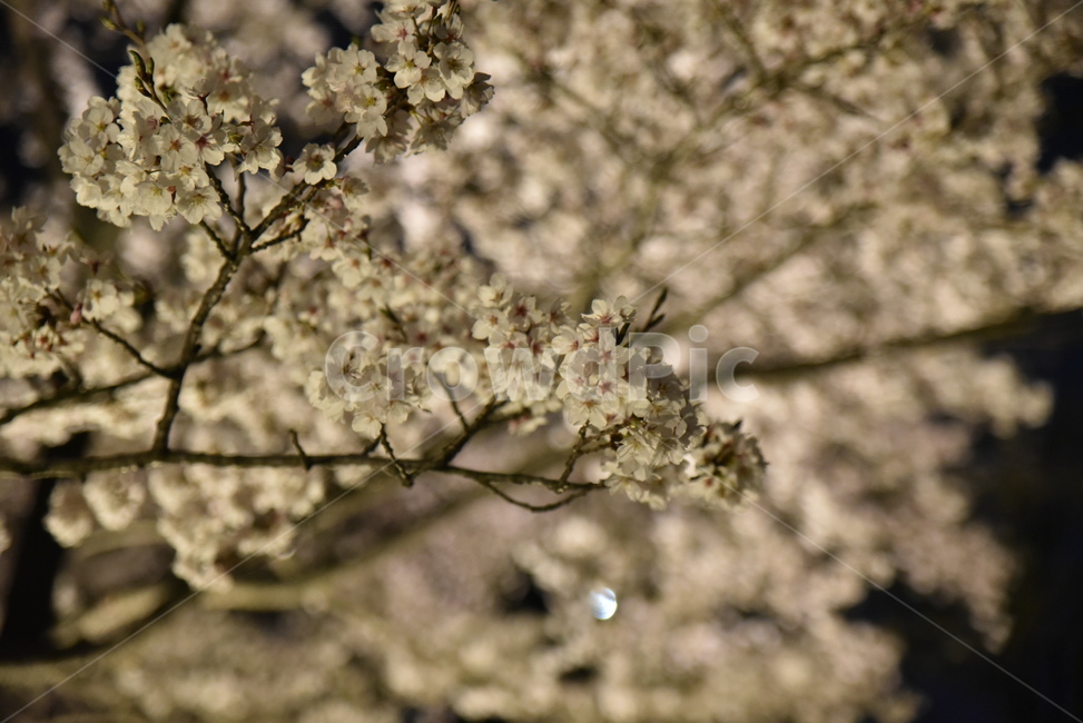식물,flower,벚꽃,blossom,야간,봄,계절,spring,season,식물,자연,plants,nature,꽃,flower,plant,cherry blossom