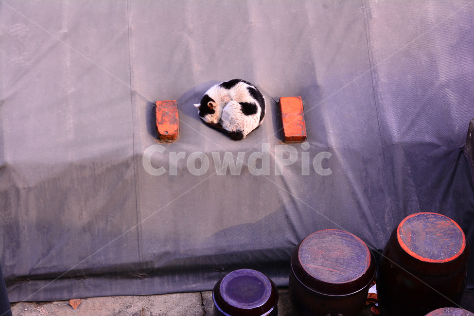 지붕,고양이,냥이,들냥이,장독대,천막,낮잠,벽돌,오후,cat,sleeping,roof,텍스쳐,한가한,한낮,정오,동물,짐승,반려동물,여유,휴식,동물,animal,포유류,mammal,고양이,cat,kitten,kitty