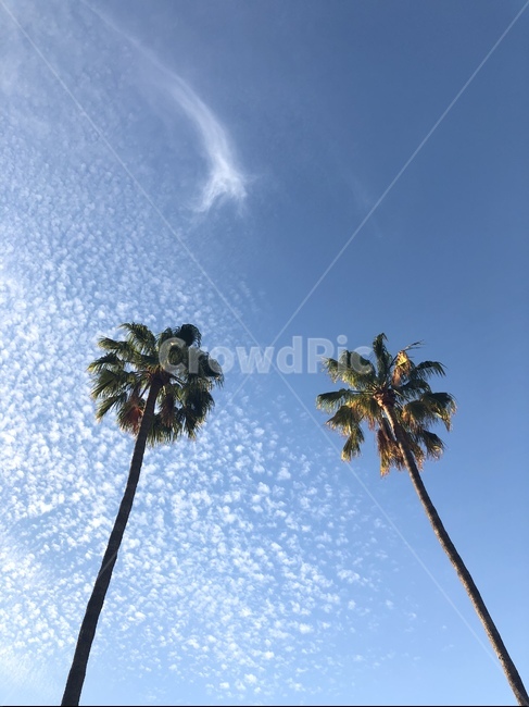 나무,날씨,하늘,구름,맑음,자연,풍경,nature,landscape,식물,plants,나무,trees,wood,summer,여름,tree,palm tree,야자수,plant