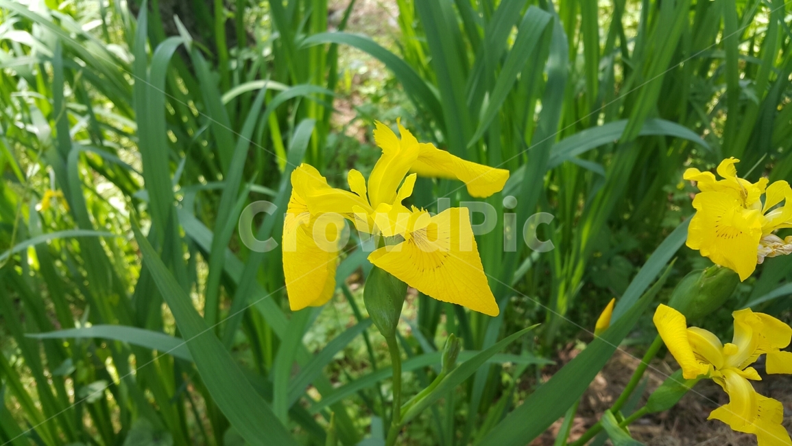 식물,봄,노란,spring,plants