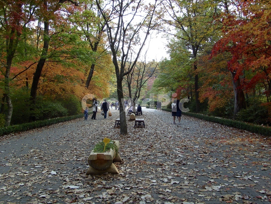 가을,단풍,산책로,단풍나무,길,낙엽,fall,maple,나무,계절,가을,계절,fall,autumn,season,사람들,대중,군중,other people,crowd,road,도로,gravel,자갈,dirt road,흙길,ground,바닥