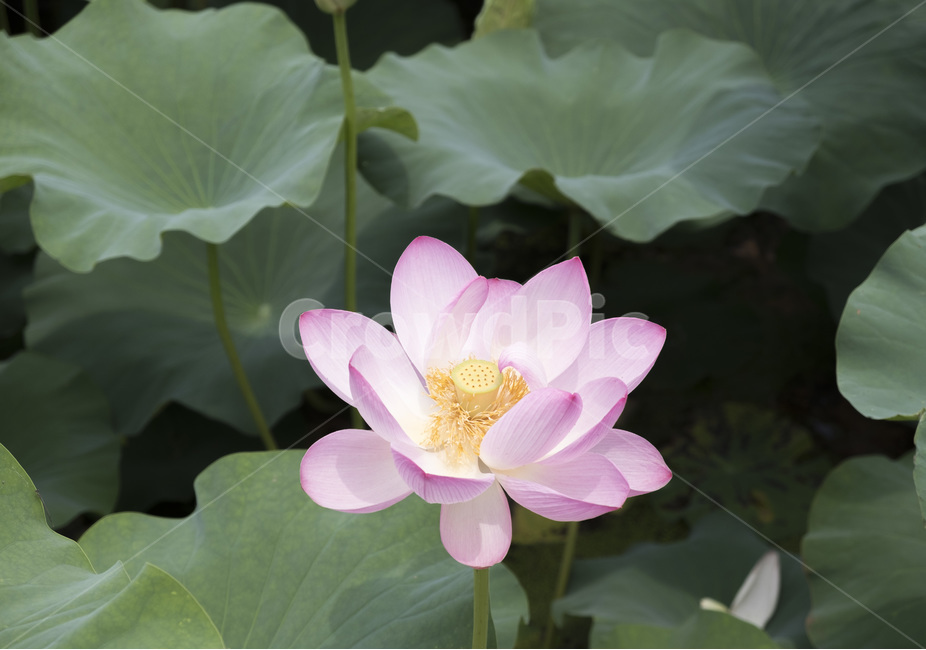 연꽃,꽃,여름,덕진공원,연못,연잎,flower,plant,blossom,식물,자연,plants,nature,꽃,flower