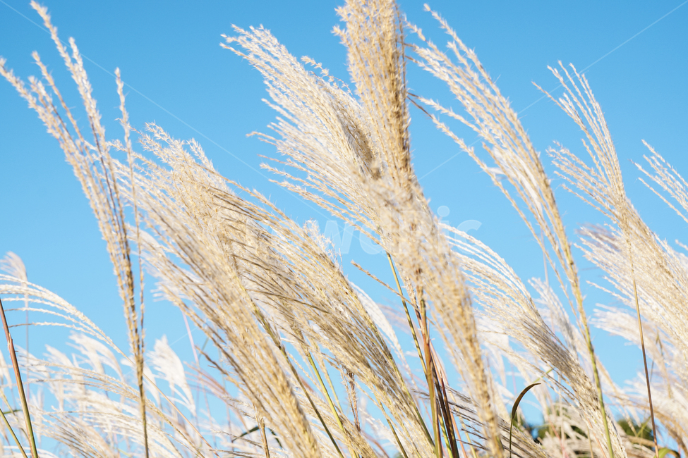 억새,가을,가을이미지,식물,자연,flamegrass,silvergrass,fall,autumn,nature,plants,계절,season,가을,계절,fall,autumn,season,식물,자연,plants,nature,grass,잔디,plant