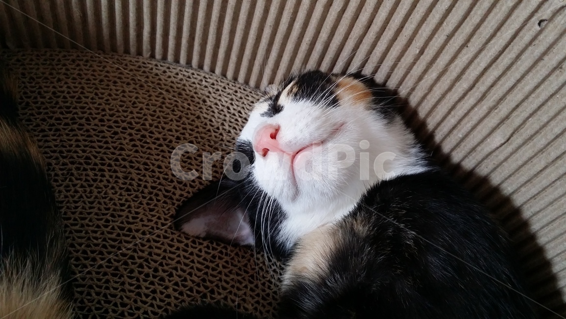 고양이,코숏,아기고양이,자는모습,cat,코리안숏헤어,동물,animal,포유류,mammal,고양이,cat,kitten,kitty