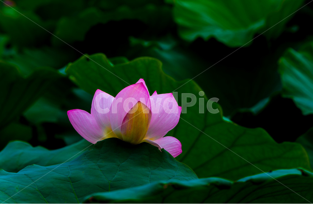 연꽃,문양,연잎,무늬,습지,자연,식물,자연,plants,nature,꽃,flower