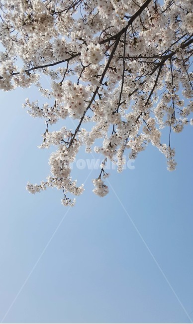 벚꽃,봄,꽃,하늘,spring,cherryblossom,sky,봄,계절,spring,season,식물,자연,plants,nature,꽃,flower,plant,blossom