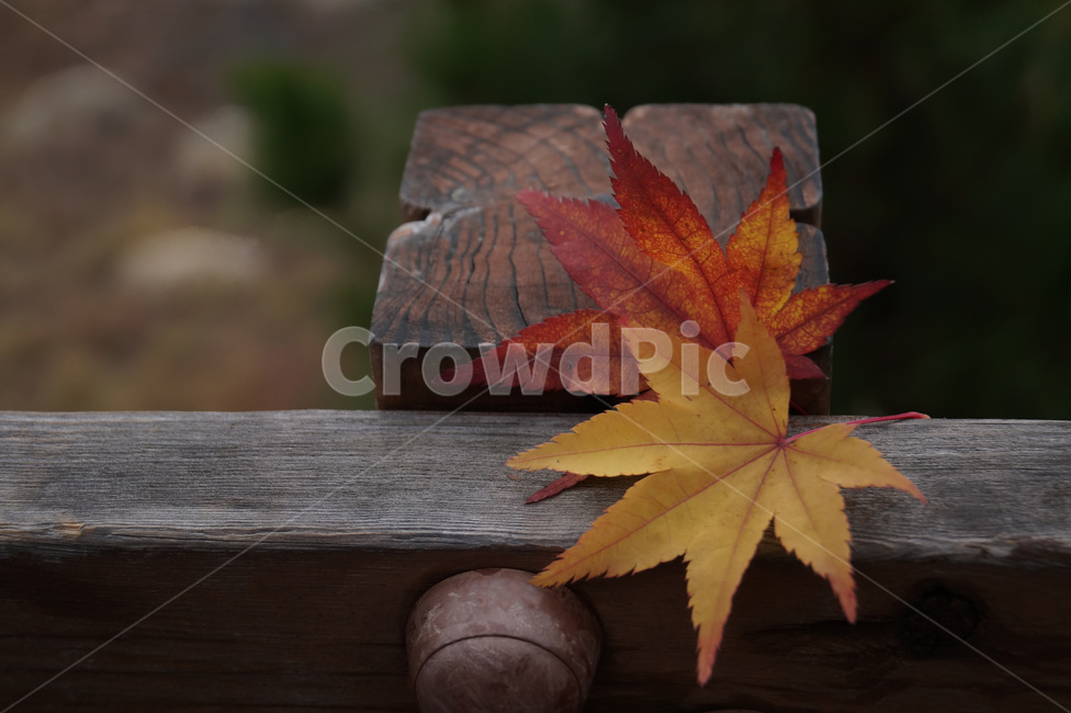 단풍나무,단풍,낙엽,백그라운드,가을,fall,autumn,배경,감성,식물,나무,자연,가을,계절,fall,autumn,season,plant,leaf,잎,tree