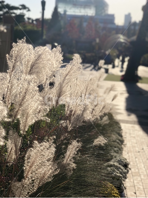 갈대,갈대길,가을,풍경,갈대밭,가을,계절,fall,autumn,season,plant,식물,grass,잔디