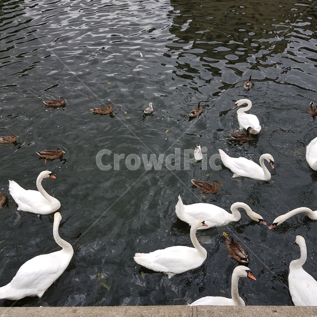 animal,동물,bird,새,swan,백조,오리,duck,lake,호수,water,물