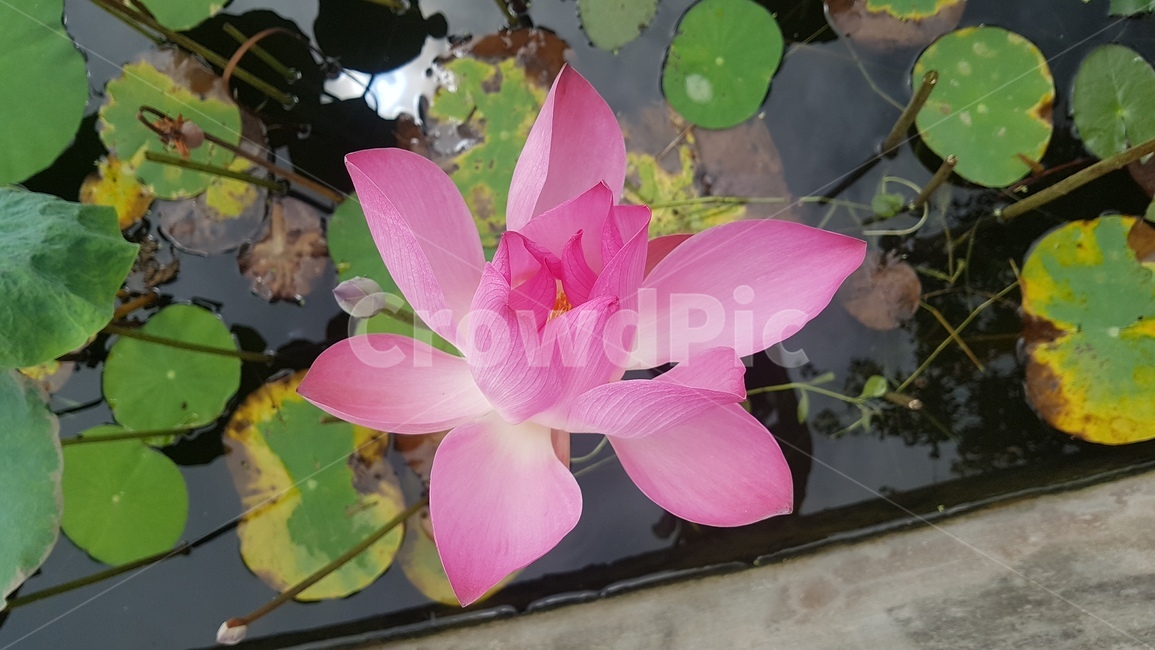꽃,flower,연못백합,식물,plant,연꽃,연,식물,자연,plants,nature,꽃,flower