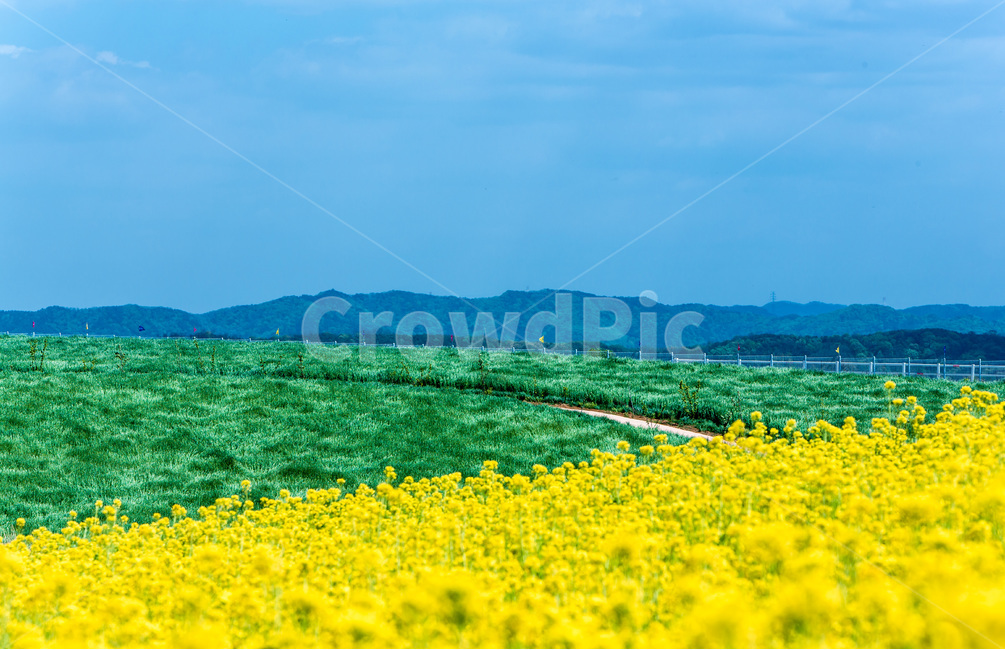 하늘,공원,유채꽃,청보리,풍경,오솔길,힐링,봄,자연,봄,계절,spring,season,자연,풍경,nature,landscape,색깔,색상,색채,색감,color sense,color sensitivity,feeling of color,field,들,grassland,목초지,outdoors,옥외