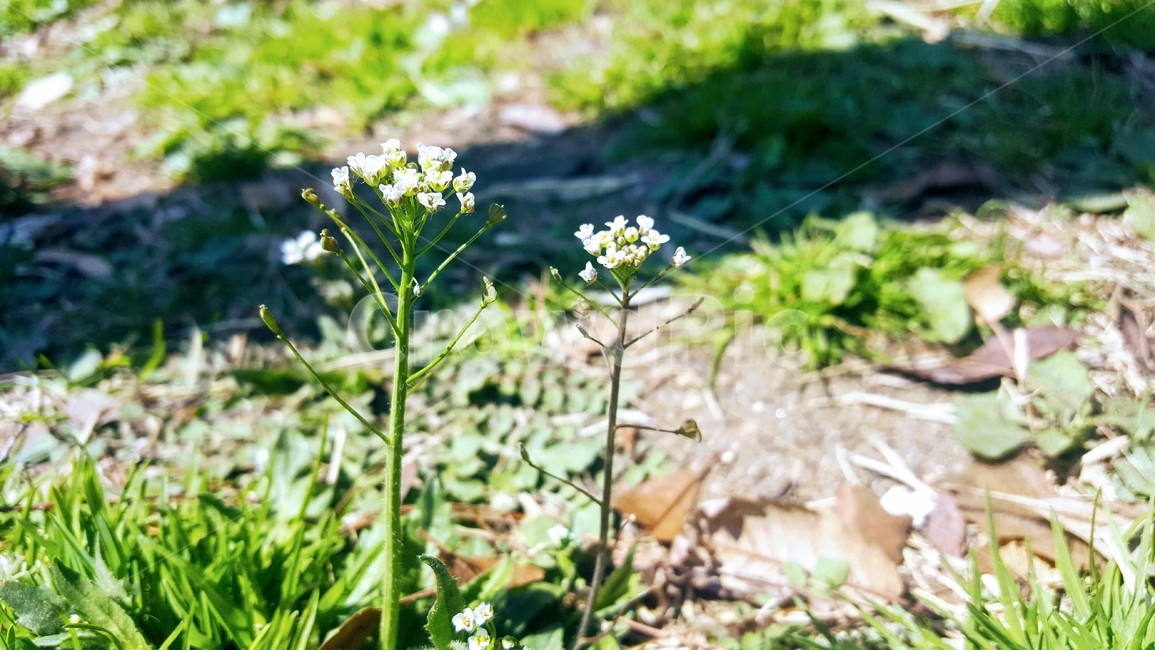 꽃,봄,봄꽃,하얀꽃,접사,꽃접사,잡초,풀,봄,계절,spring,season,식물,자연,plants,nature,꽃,flower,plant,blossom