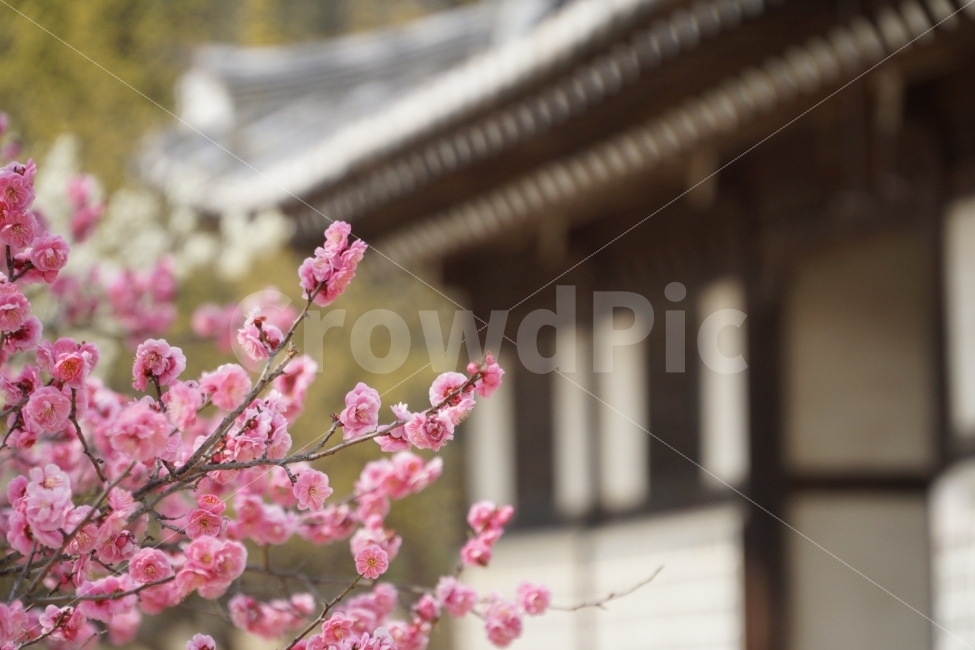 꽃,홍매화,한옥,나무,처마,봄,계절,spring,season,한국전통,한국문화,korean traditional,korean culture,식물,자연,plants,nature,꽃,flower,plant,blossom