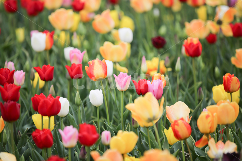 튤립,튤립축제,태안튤립축제,tulip,백합목,백합과,봄꽃,봄,계절,spring,season,식물,자연,plants,nature,꽃,flower,plant,blossom