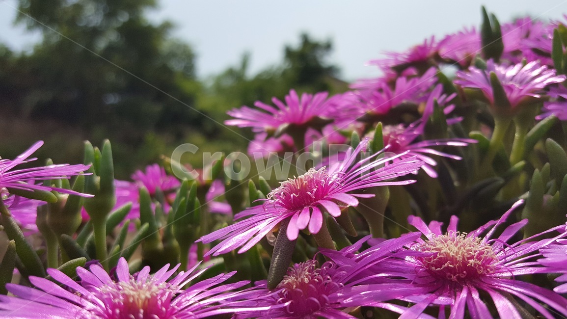 꽃,근접,자연,식물,흐린날,식물,자연,plants,nature,꽃,flower