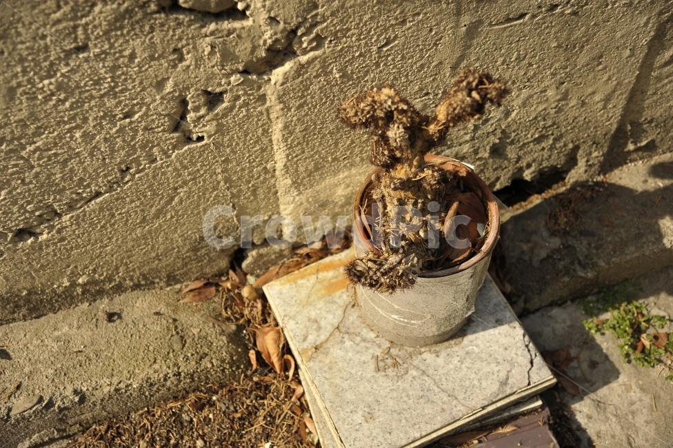 화분,햇빛,선인장,목마름,햇살,식물,자연,plants,nature