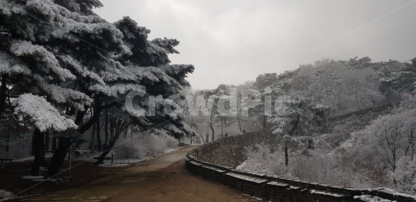 눈,눈꽃,눈덮인산,풍경,나무,산성,겨울,계절,winter,season,자연,풍경,nature,landscape,outdoors,옥외,plant,식물,tree,frost,서리,snow