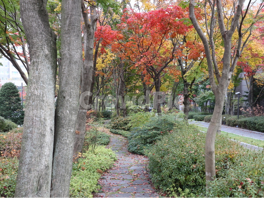 나무,낙엽,가을,tree,plant,식물,가을,계절,fall,autumn,season,tree trunk,나무 줄기