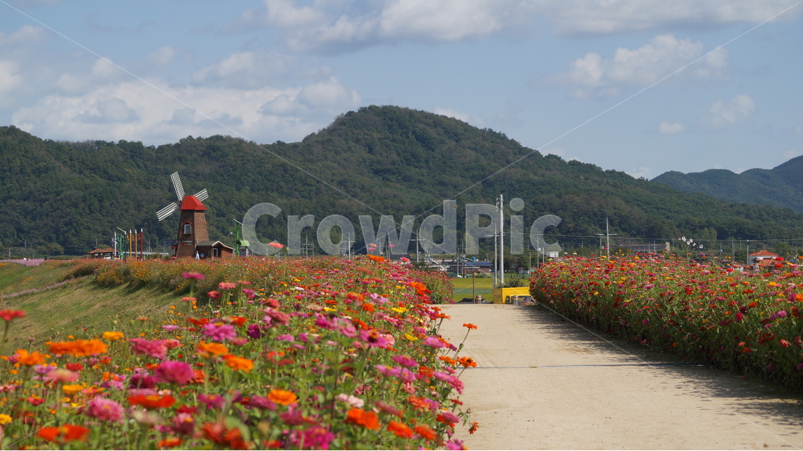꽃,꽃사진,가을,꽃길,식물,자연,풍경,nature,landscape,한국자연풍경,한국자연경관,korea nature landscape,식물,plants,꽃,flower,plant,blossom