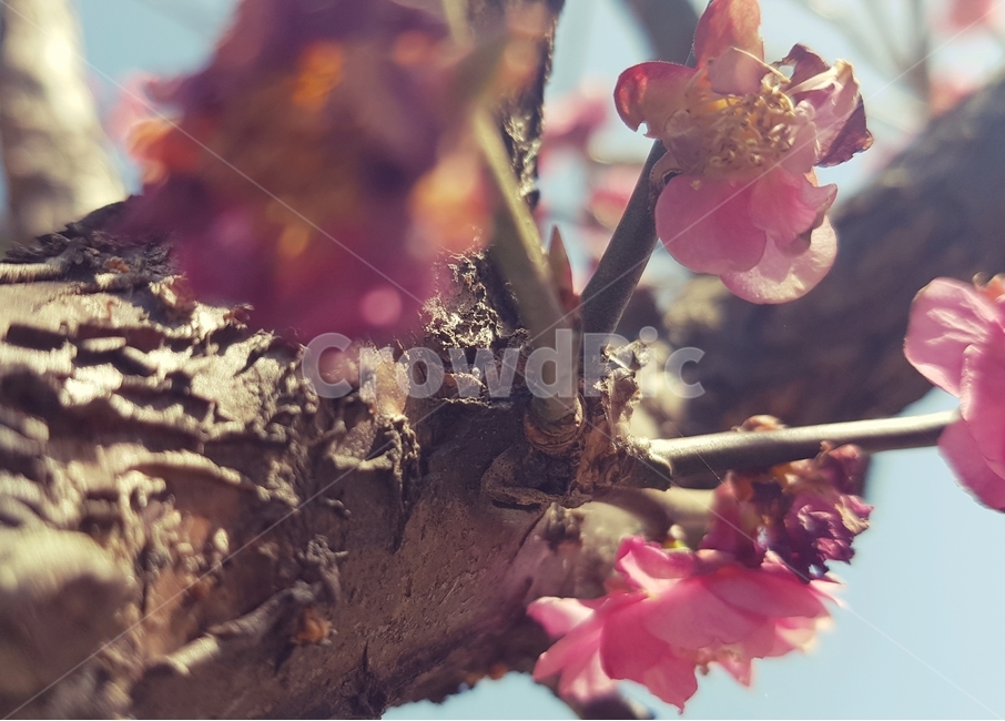 봄,꽃,따뜻,행복,warm