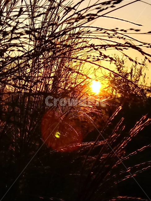 갈대,식물,plant,reed,겸가,여러해살이풀,석양,노을,황혼,sunlight,햇빛,가을,계절,fall,autumn,season,식물,자연,plants,nature,flare,플레어,light,빛,outdoors,옥외