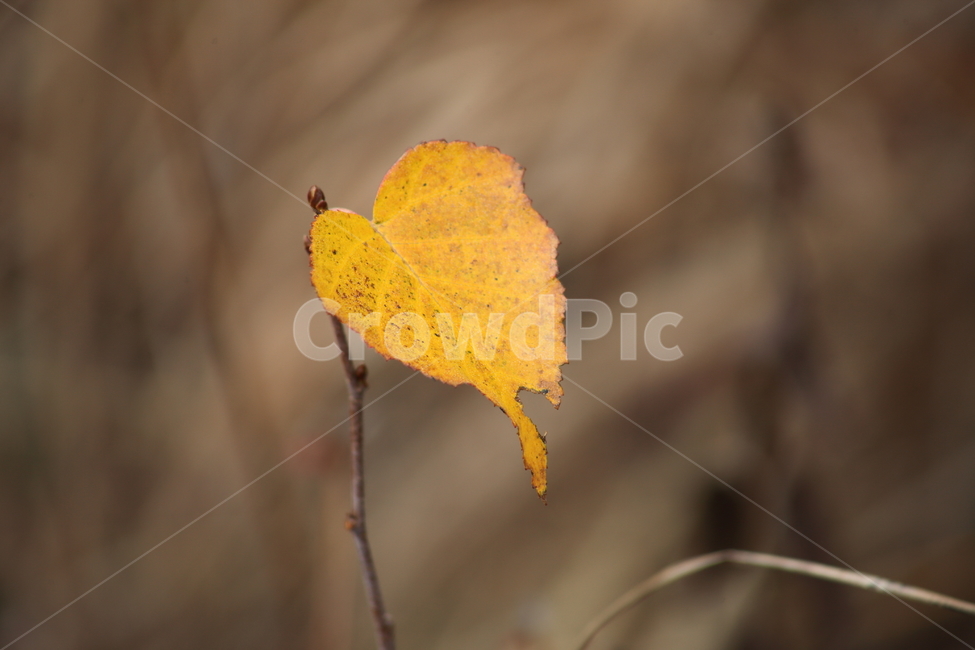 단풍,잎,식물,가을,redleaves,가을,계절,fall,autumn,season,plant,leaf,veins,정맥