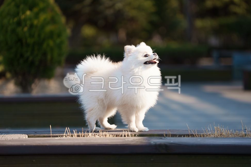 강아지,개,반려견,애완견,반려동물,애완동물,포메라니안,하얀강아지,하얀개,흰강아지,흰개,웃는강아지,달리는강아지,윙크하는강아지,강아지옆모습,포유류,dog,doggy,puppy,pomeranian,whitedog,whitepuppy,runningdog,smilingdog,smilingpuppy