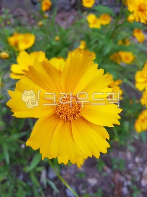 금계화,꽃,노란꽃,봄,식물,자연,plant,nature