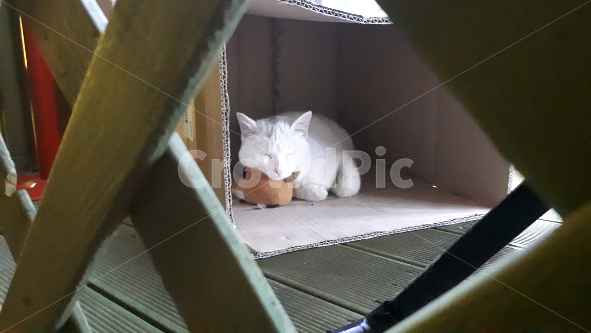 고양이,베개,잠,숙면,인형