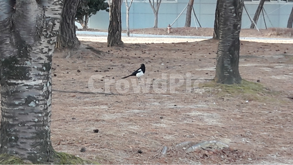 까치,2018년1윌1일,양력설날,까치까치설날,서날,동물,animal,조류,새,birds