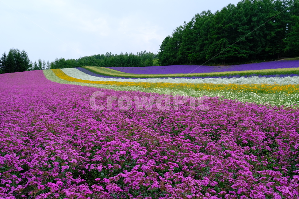 꽃,식물,라벤더,팜도미타,북해도,farmtomita,flower,홋카이도,보라색
