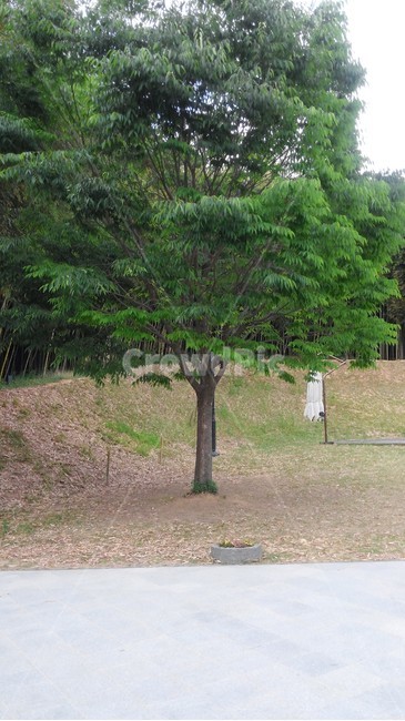 담양,죽녹원,산책,풍경,자연,나무