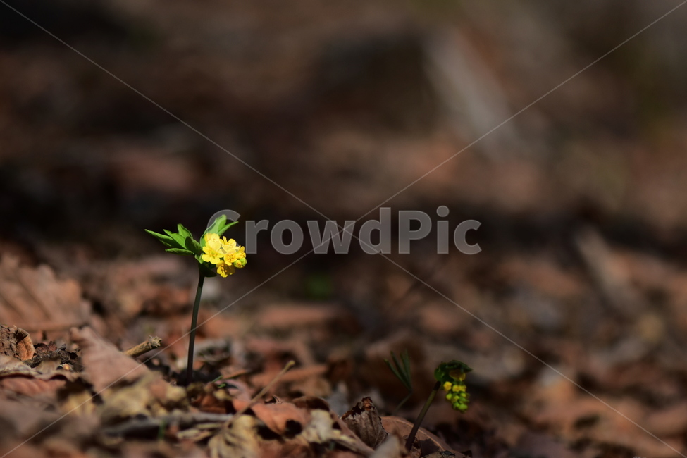 한계령풀,야생화,봄,꽃,풀꽃,자연,식물,식생,plants,nature,spring,season,flower