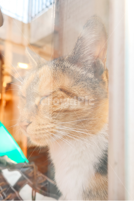 cat,고양이,길고양이,냥이,냥,길냥이,창문,동물,동물,animal,포유류,mammal,고양이,cat,kitten,kitty