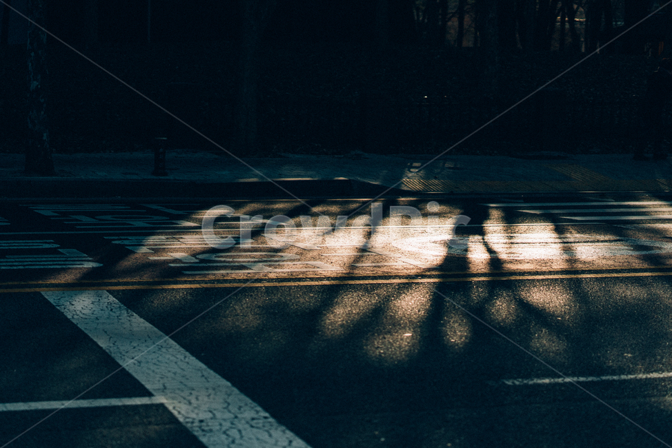 배경화면,나무,그림자,햇빛,빛,light,tree,실루엣,감성,sensible,feeling,교통,교통수단,traffic,transportation