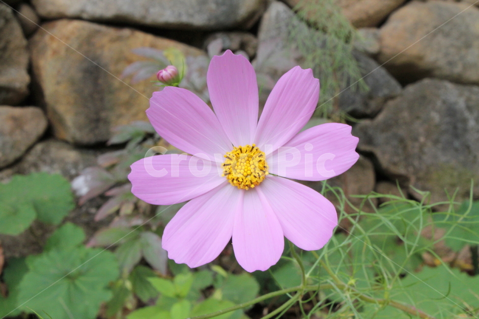 코스모스,꽃,식물,cosmos,분홍,식물,자연,plants,nature,꽃,flower
