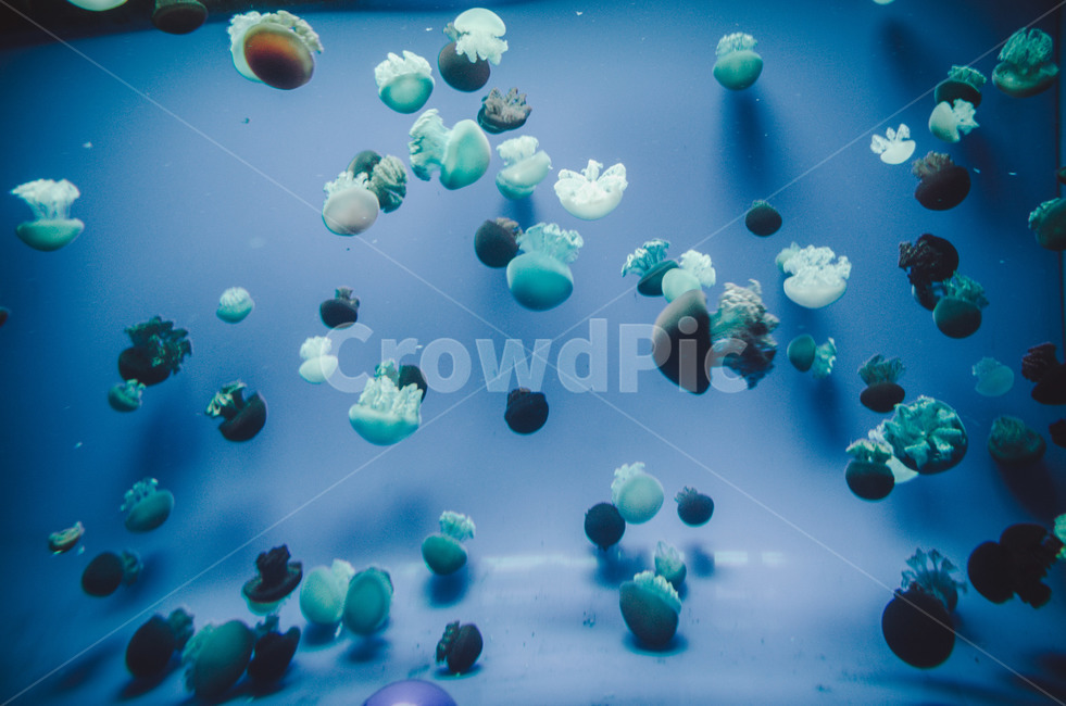 해파리,젤리피쉬,jellyfish,수조,물컹,외계인