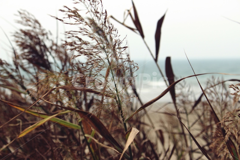 바다,가을,갈대,하늘,배경,가을,계절,fall,autumn,season,식물,자연,plants,nature,grass,잔디,plant,lawn