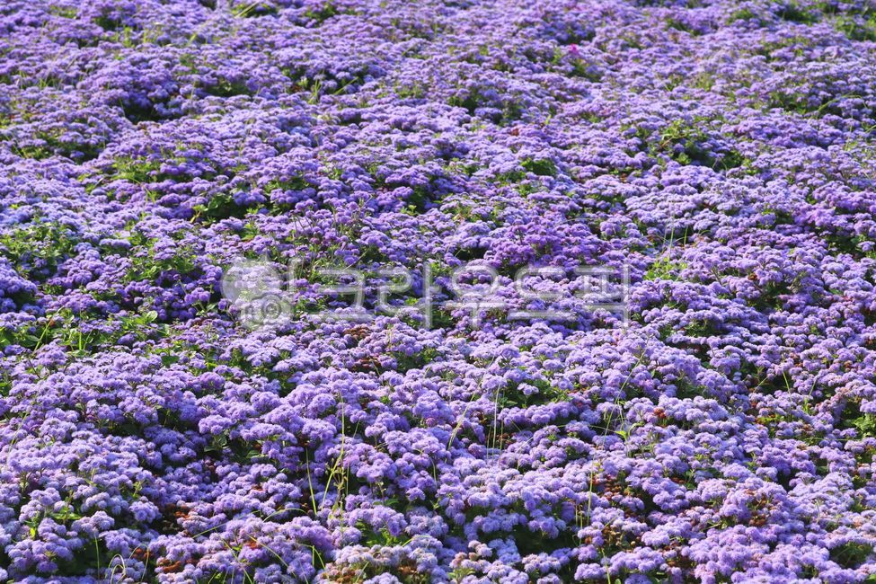 elixir,nature,Ageratum flower,leaf,flower,purple flower,wildflowers,petal,Chrysanthemum,Mexican thistle,plant,Asteraceae,wild flowers,Ageratherm