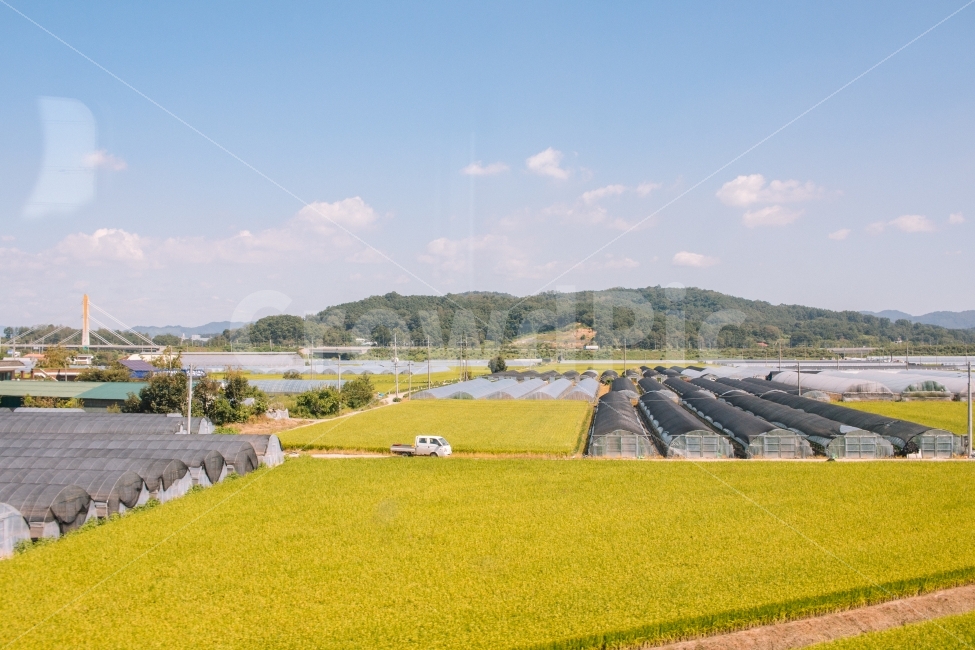 농촌,농촌풍경,시골,논,하늘,길,평화로운,오후,하우스,자연,풍경,nature,landscape,시골,마을,country,rural,town,감성,sensible,feeling,outdoors,옥외,field,들,grassland,목초지