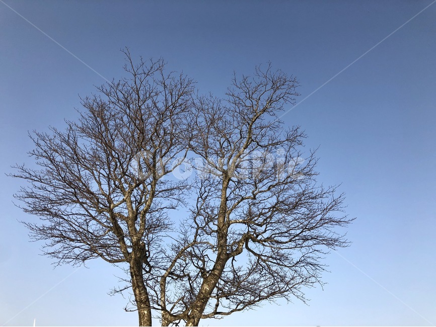나무,하늘,겨울,오후,평창,강원도,겨울,계절,winter,season,식물,자연,plants,nature,나무,trees,wood