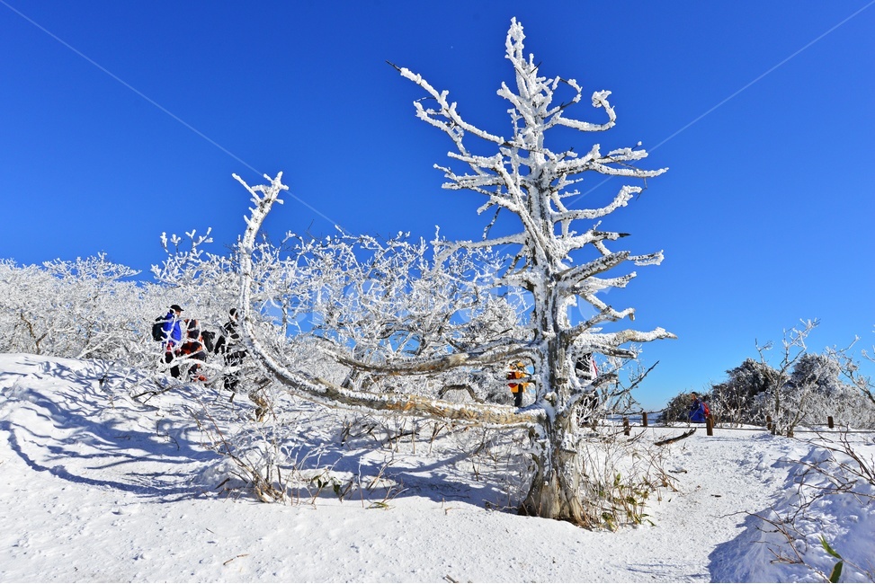 nature,자연,outdoors,옥외,tree,나무,plant,식물,전나무,fir,경치,경관,풍경,무주,덕유산,덕유산설경,설경,겨울,계절,상고대,향적봉,설천봉,중봉