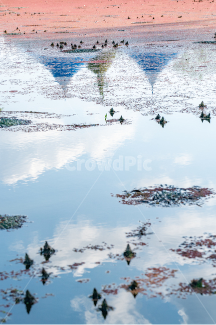 반영,reflection,연못,구름,cloud,water,물,자연,풍경,nature,landscape,식물,plants
